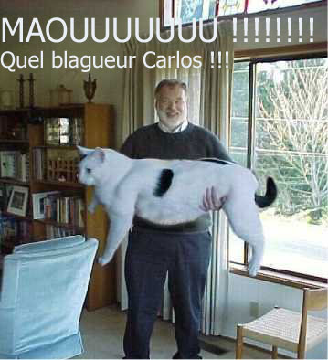 gros chat