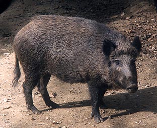sanglier